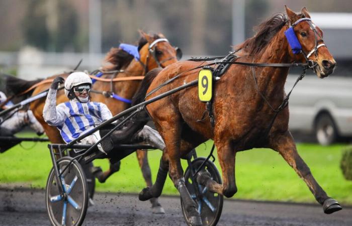 PMU – Arrival of the quinté on Sunday, December 15 at Paris-Vincennes: Inexess Bleu once again intractable