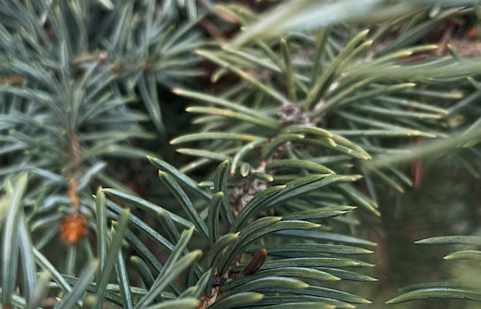 Does the Christmas tree have thorns or needles?