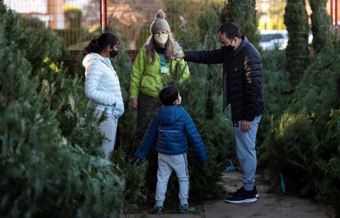 How to choose the most eco-friendly Christmas tree in B.C.