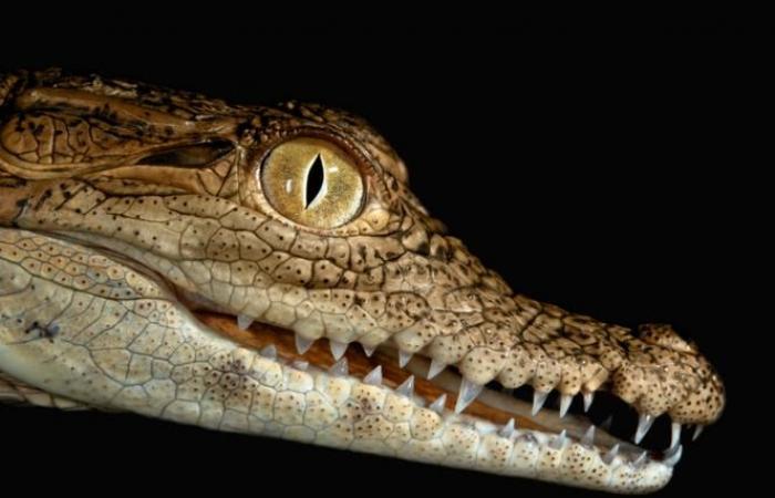 Nile crocodile scales shake up the rules of biology