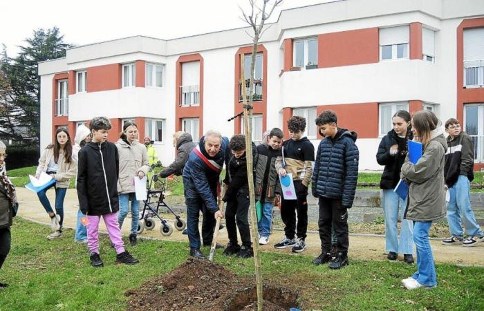 Middle school students plant an albizia at Genêts d’Or in Plouha