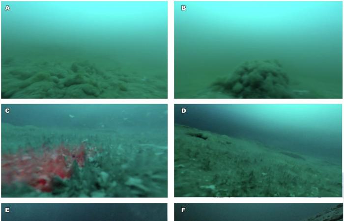 Discovery of a strange form of life under the ice of Antarctica ❄️