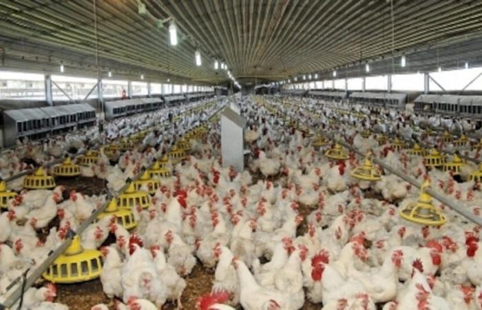 Drought: how the poultry industry is doing well