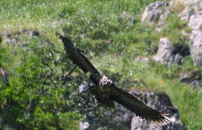 “Extraordinary birds”: European birds in the spotlight