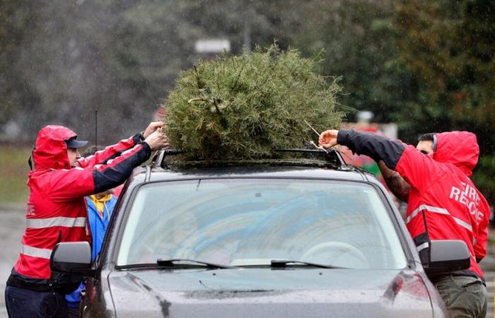 How to choose the most eco-friendly Christmas tree in B.C.