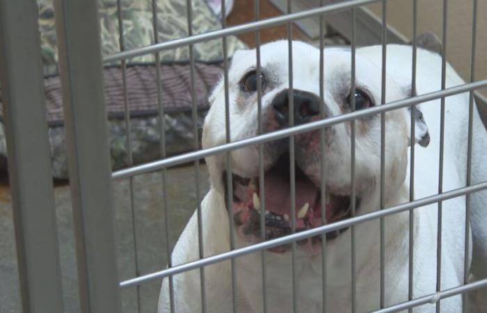 Kentucky animal shelters see more surrenders due to rent inflation