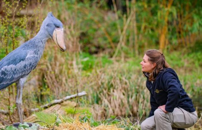 “The loss of an animal is always painful”: a caregiver from Pairi Daiza talks about her extraordinary daily life