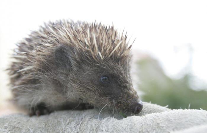 Environment: why you should put tennis balls in your garden this winter to help hedgehogs and birds