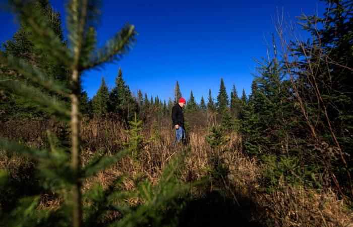 Mr. Tremblay’s green forest