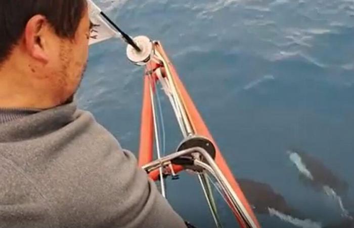 the beautiful images of cetaceans accompanying Jingkun Xu’s boat