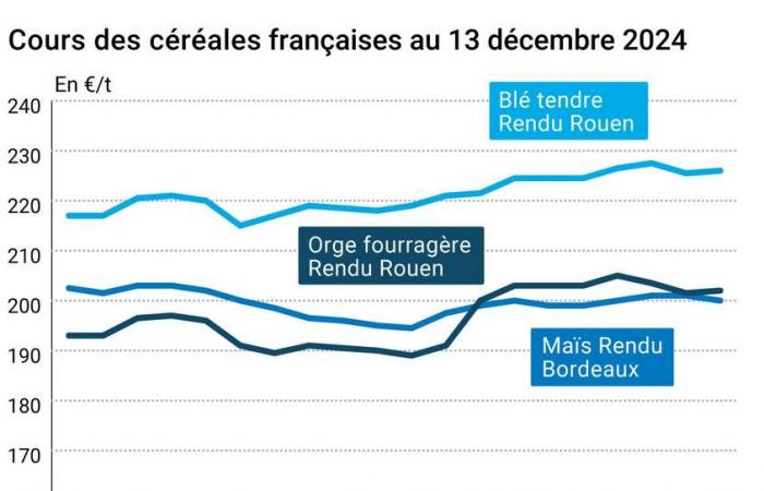 COTidienne | Cereals – The increase in the Chinese harvest pushes world cereal prices downward