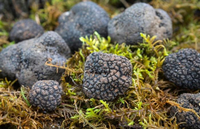 Yes, black truffles can be hiding in your garden