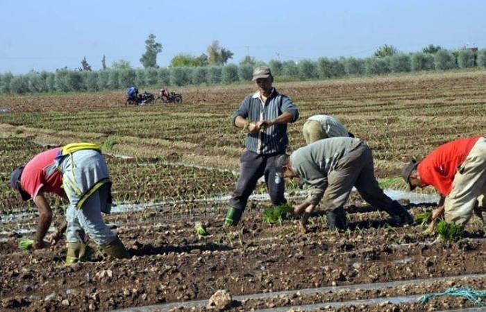 The absence of rain complicates the situation of farmers in the Fez-Meknes region (video)