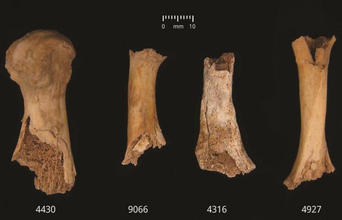 An episode of mass cannibalism is said to have taken place 4,000 years ago in England