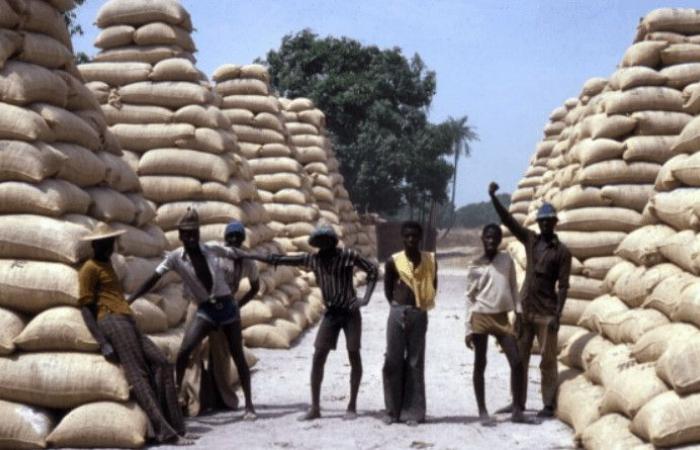 Pekesse: 23 tonnes of peanuts seized, 3 operators arrested