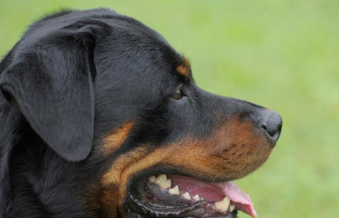 ZH Rottweiler attack: criminal complaints against owner