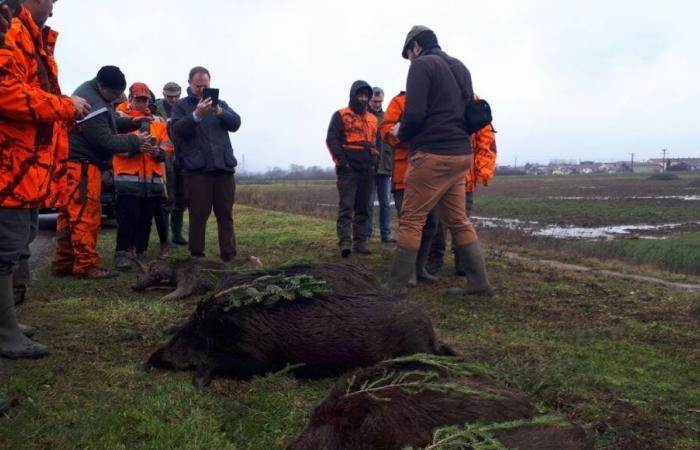 Côte-d’Or: a big wild boar hunt organized on Friday December 20 on the Chenôve plateau