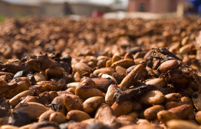 Cocoa prices are rising again amid concerns about production