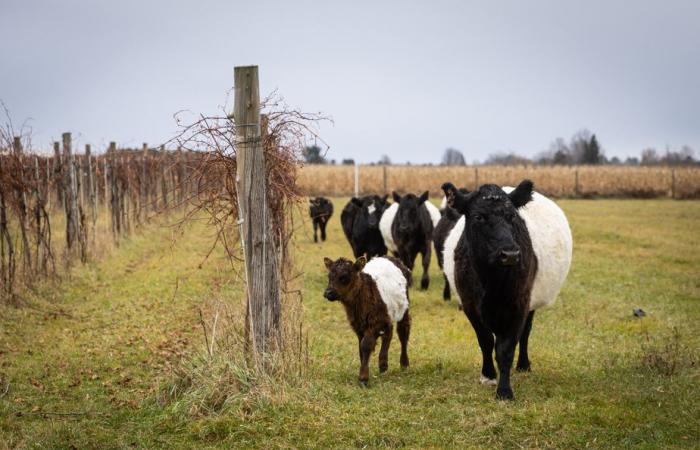 Regeneration viticulture | Wines that are more than organic