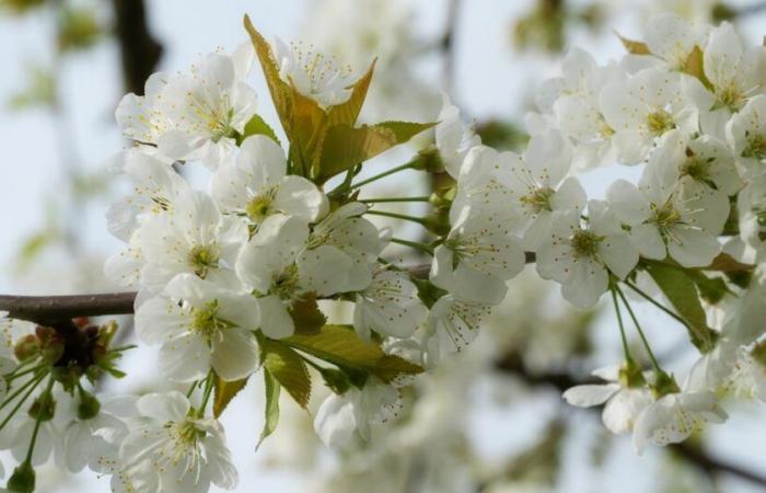 This particularly elegant and easy-to-grow tree was voted plant of the year