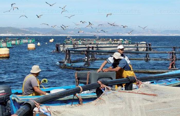 Marine biodiversity: Morocco strengthens its role in the implementation of the BBNJ Agreement