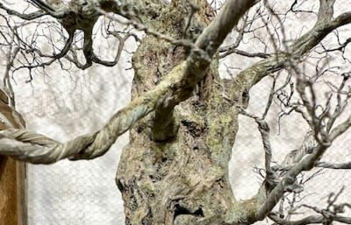 The ultra-realistic oxidized metal bonsai of this former restorer of medieval houses confuse visitors to the Arts and Crafts Fair