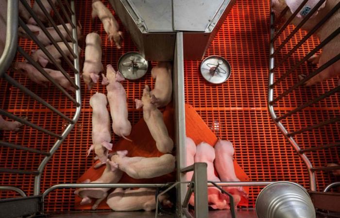 United States | In a laboratory farm, transgenic pigs bred to sell kidneys to humans