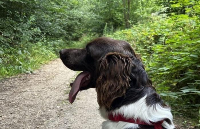 near Rouen, a woman brutally attacked while walking her dog