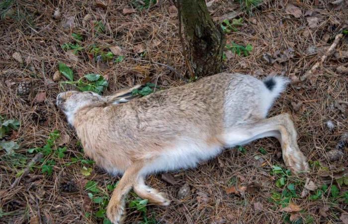 Epidemic of hare hemorrhagic virus in Hérault, nemrods suspend hunting