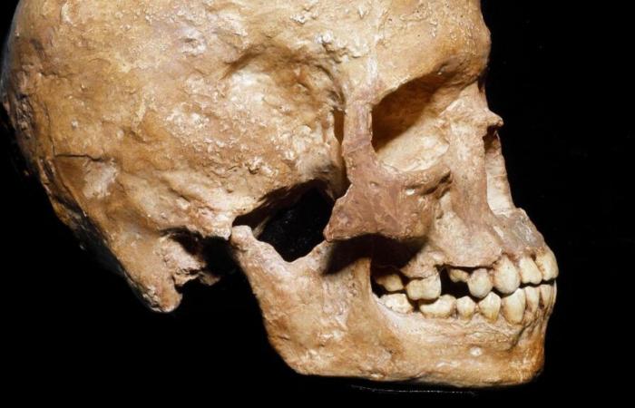 The history of interbreeding between “homo sapiens” and Neanderthals illuminated by two studies