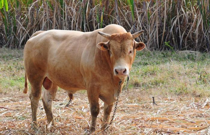 A 69-year-old man found dead in the Grands Fonds Le Moule, probably killed by his ox