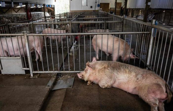 Transgenic pigs bred to sell kidneys to humans