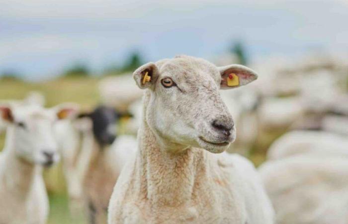 Sheep slaughter down, record lamb prices in 2024