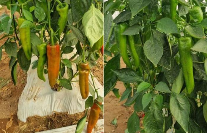 Cold weather in Morocco reduces pepper production