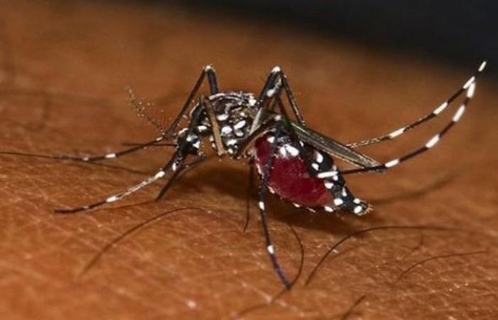 a new outbreak in Saint-Pierre, “possible epidemic in the coming weeks” in Reunion