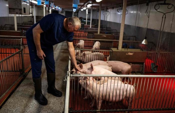 United States | In a laboratory farm, transgenic pigs bred to sell kidneys to humans