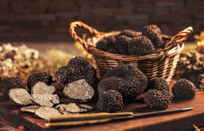 Truffle – The true price of black gold – Investigation