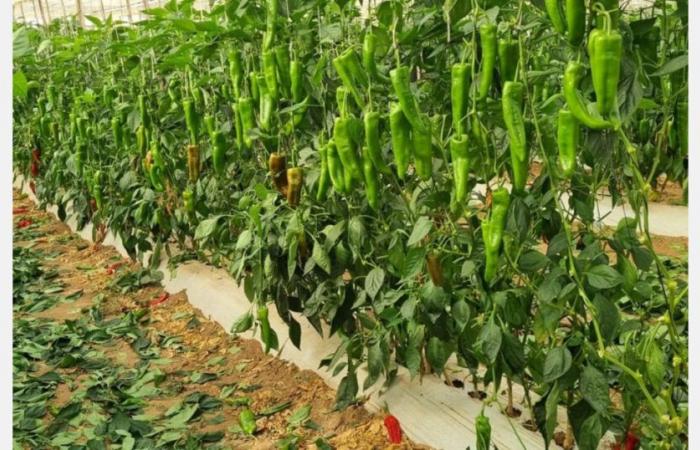 Cold weather in Morocco reduces pepper production