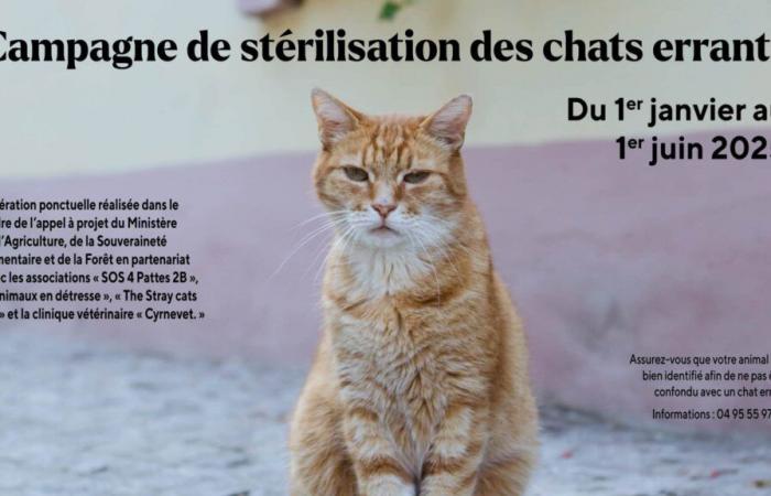 Stray Cat Sterilization Campaign in Bastia