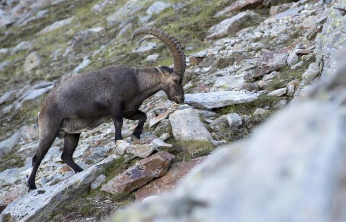 Foreign hunters can once again hunt ibexes in Valais