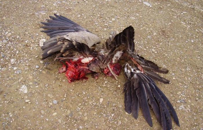 After the discovery of the corpse of a protected raptor, wind turbines prohibited from operating during the day