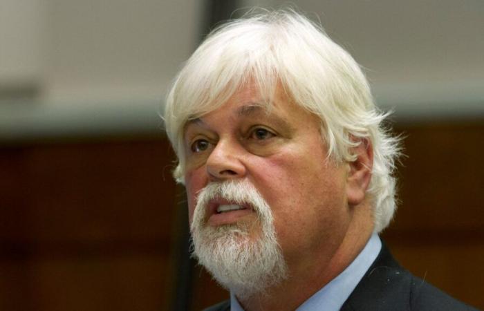 Anti-whaling activist Paul Watson freed from custody and will not face extradition to Japan | World News