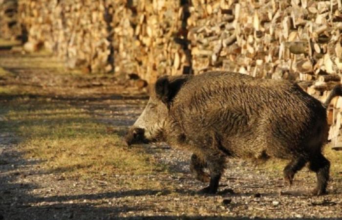 trails closed for another wild boar hunt