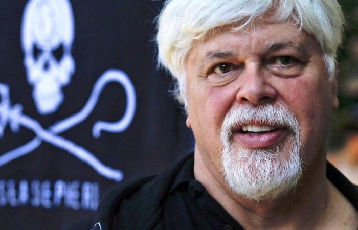 Whaling: Whale defender Paul Watson freed