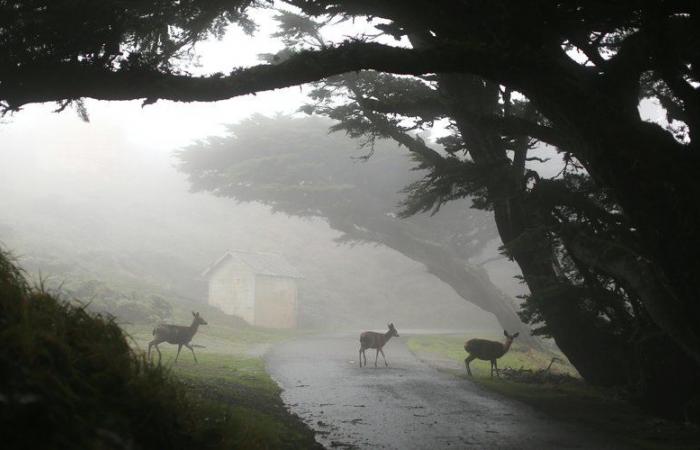 During a hunt, a stalked deer causes two road accidents