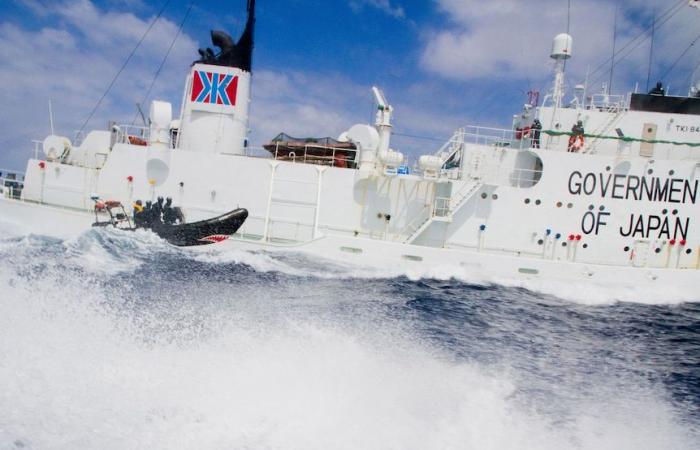 Sea Shepherd’s Paul Watson released from detention in Greenland, avoids extradition to Japan