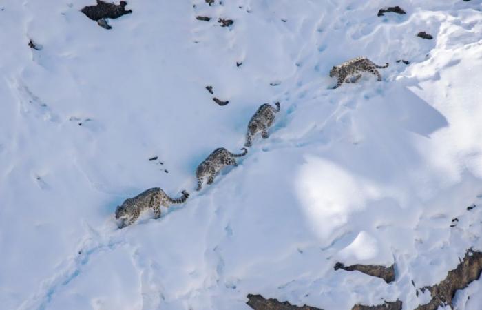 This stunning shot of two snow leopards wins the Photo of the Year award in a prestigious competition