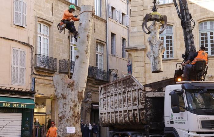 In Aix-en-Provence, a diseased plane tree was cut down “as a last resort” on Place Richelme