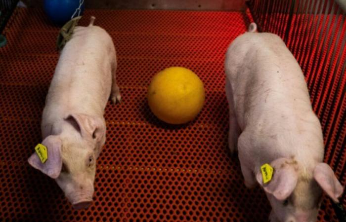 In an American laboratory farm, transgenic pigs bred to sell kidneys to humans: News