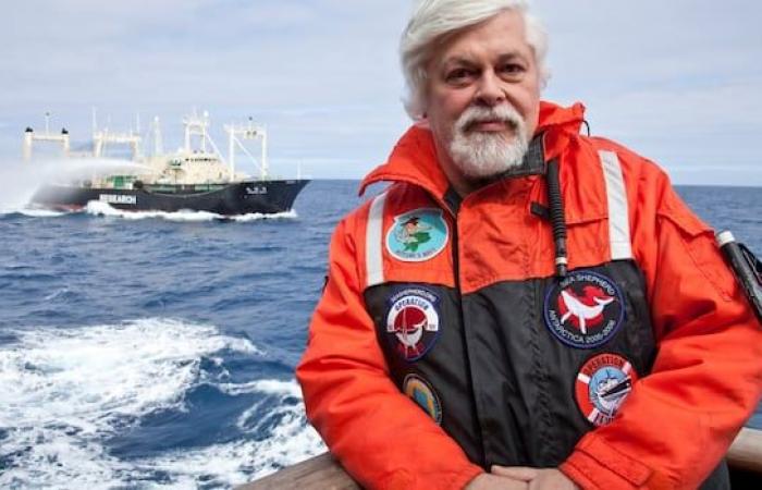 Canadian anti-whaling activist Paul Watson will not be extradited to face Japanese charges